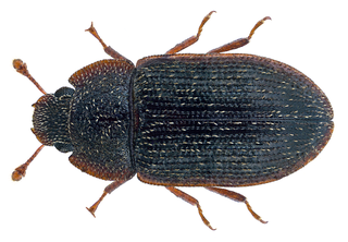 <i>Colobicus parilis</i> Species of beetle