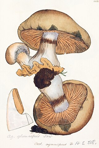 <i>Phlegmacium glaucopus</i> Species of fungus