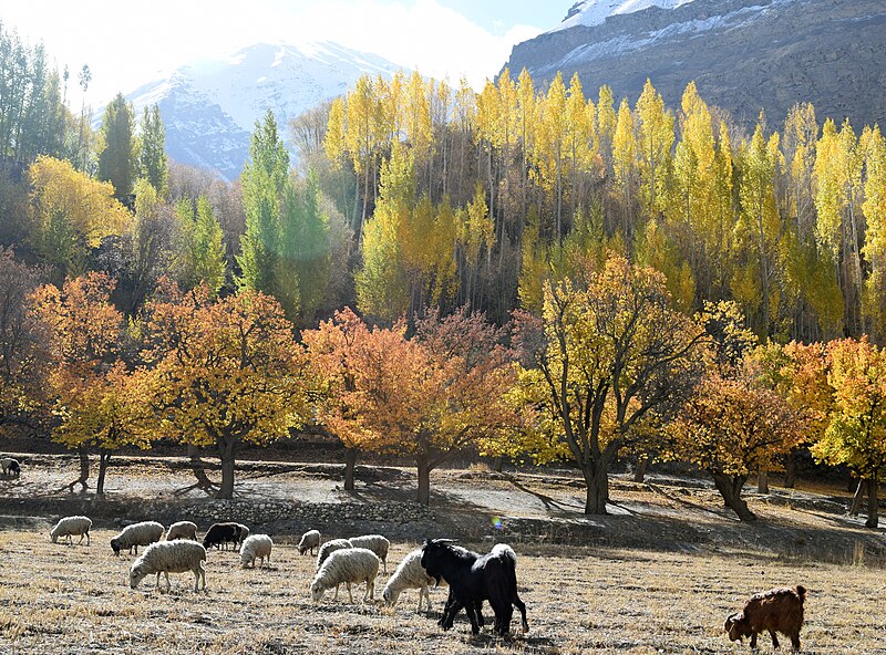 File:Colours of autumn Shimshal (cropped).JPG