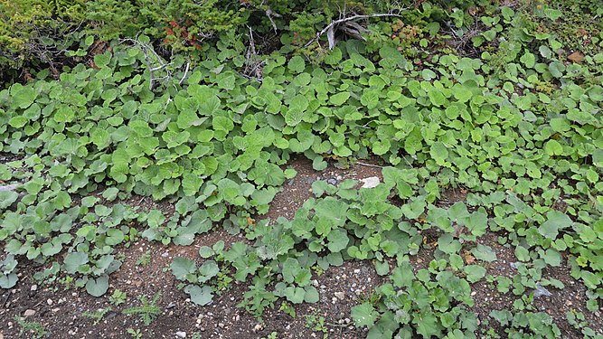 Colt's-Foot (Tussilago farfara)