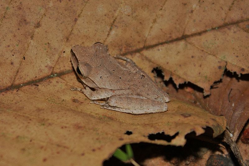File:Common Tree Frog (Polypedates leucomystax)2.jpg