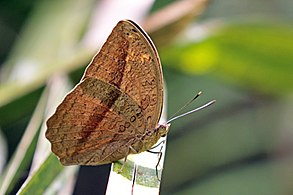 Male B. c. katera Kibale Forest, أوغندا