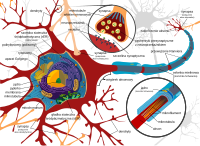 Schemat neuronu i synapsy