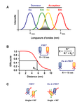 Vignette pour Transfert d'énergie entre molécules fluorescentes