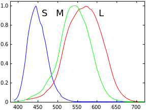Normalized responsivity spectra of human cone cells, S, M, and L types (SMJ data based on Stiles and Burch RGB color-matching)[1]