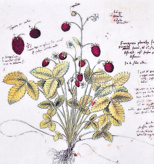 Fragaria vesca (wild strawberry), from Gessner's Historia plantarum