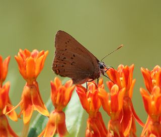 <i>Satyrium titus</i> Species of butterfly