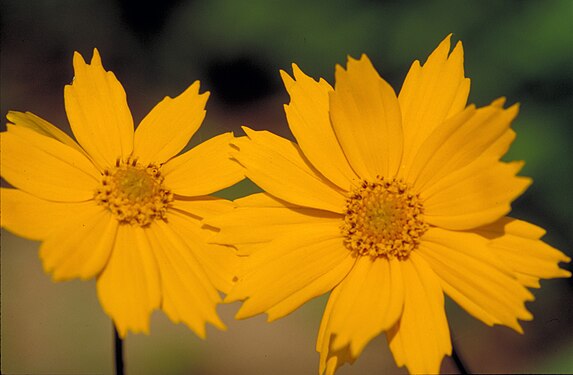 Coreopsis auriculata FWS-1.jpg