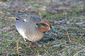 Male; Martin Mere, Lancashire, England