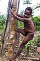 Korovajų berniukas, lipantis į namą medyje