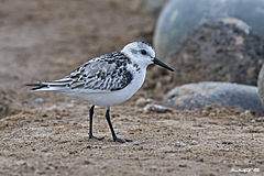 Correlimos tridáctilo (Calidris alba) (8128032381).jpg