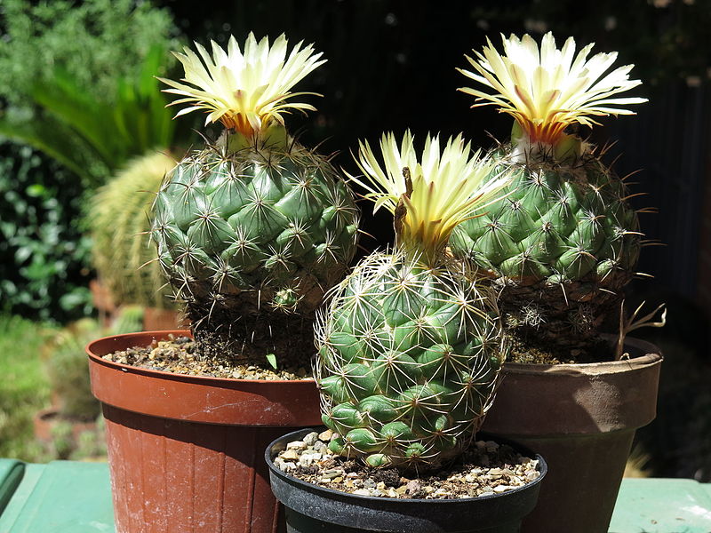 File:Coryphantha palmeri 27.JPG