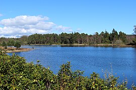 Jezero Nelly's Moss