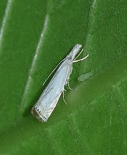 <i>Crambus albellus</i> Species of moth