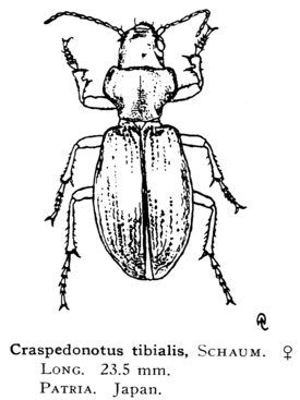 Craspedonotus tibialis