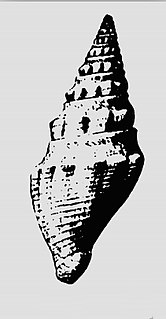 <i>Crassispira boadicea</i> Extinct species of gastropod