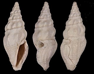 <i>Crassispira sanctistephani</i> species of mollusc