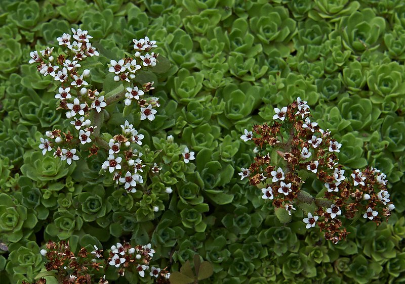 File:Crassula setulosa B.jpg