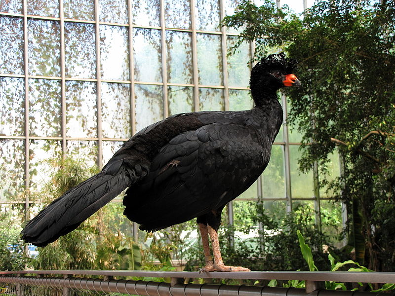 File:Crax globulosa at the National Aviary 2.jpg