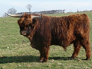 Race Bovine Highland: Origine, Morphologie, Aptitudes