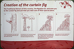 Entstehung des Curtain Fig