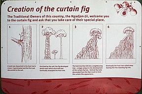 Entstehung des Curtain Fig