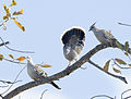 Crested pigeon 4 (14917589777).jpg