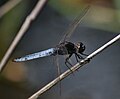 Crocothemis nigrifrons - Siyah başlı Skimmer.jpg