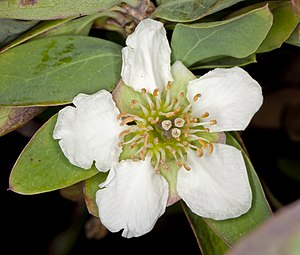 kalifornia krososomo (Crossosoma californicum)