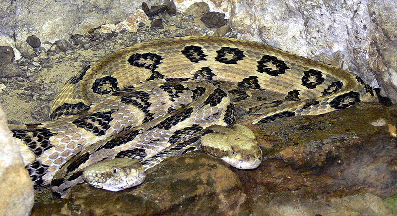 File:Crotalus horridus atricaudatus.jpg