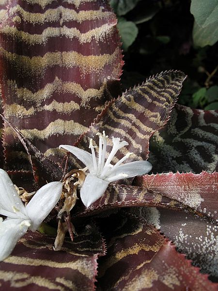 File:Cryptanthus fosterianus (TS) 2-05167.jpg