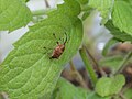 Curculio glandium