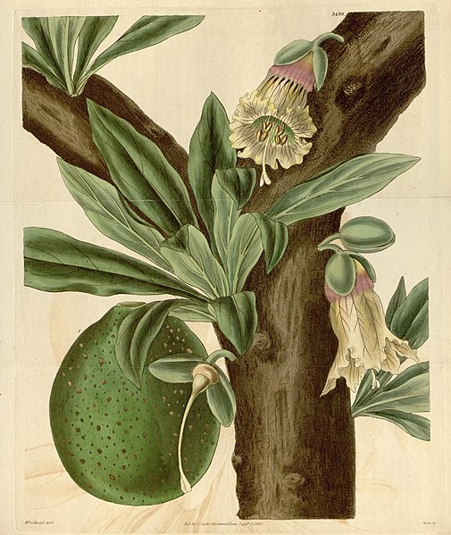 File:Curtis's botanical magazine (Plate 3430) (8615500621).jpg