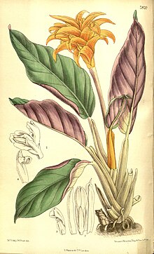 Curtis's botanical magazine (Tab 7820) (8346180395).jpg