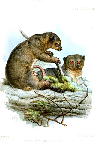 <span class="mw-page-title-main">Sulawesi dwarf cuscus</span> Species of marsupial