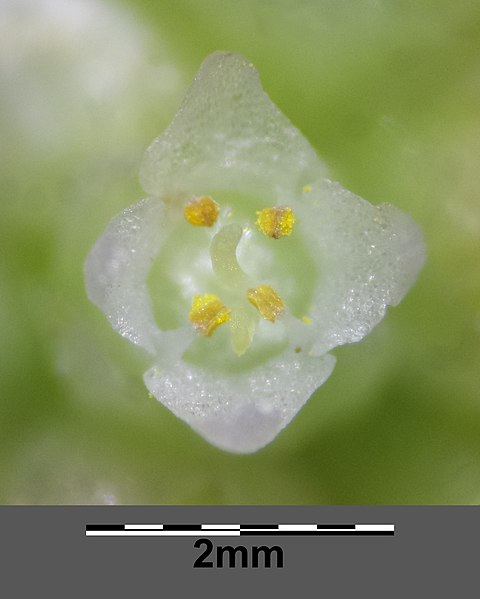 File:Cuscuta europaea sl25.jpg