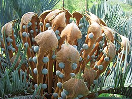 Cycas platyphylla nőivarú virága
