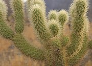 Close up of teddy-bear cholla