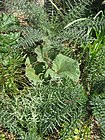 Cynara humilis and Rheum ribes (17331318012).jpg