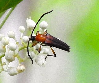 <i>Cyphonotida</i> Genus of beetles