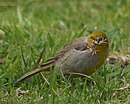 aves De Argentina