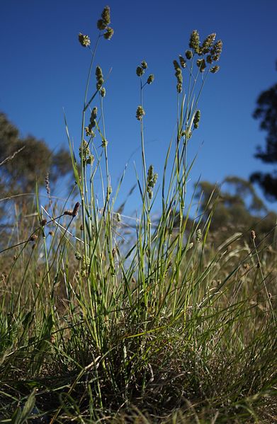 File:Dactylis glomerata plant12 (6954898360).jpg