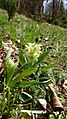 Dactylorhiza sambucina Germany - Brend