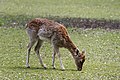 * Nomination Fallow deer (Dama dama) in park of castel in Lunéville --PierreSelim 21:45, 16 May 2012 (UTC) * Promotion  Support QI & Useful --Archaeodontosaurus 06:20, 17 May 2012 (UTC)