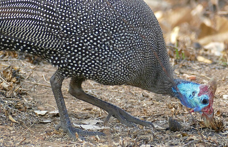 File:Day 4 Helmeted Guineafowl (Numida meleagris) (53210073348).jpg