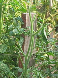 Deer-damaged tomato plant has been stripped of developing fruit Deer-damaged tomato.JPG