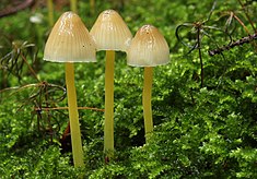 Dehnbare Helmling Mycena epipterygia.jpg