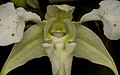 Dendrobium forbesii