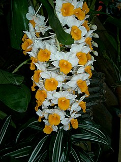 <i>Dendrobium thyrsiflorum</i> Species of orchid