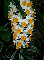 Dendrobium thyrsiflorum